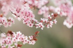 Blooming cherry tree branch in countryside