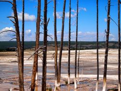 Dead trees in hot springs inside Yellowstone National Park Park