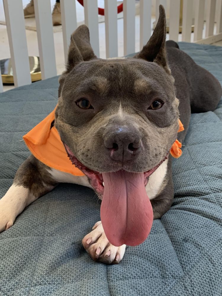 Adult American bully