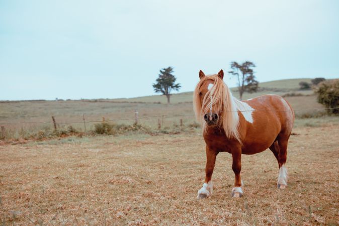 Horse grazing in dry field
