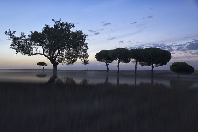 Defocused trees in sunset valley