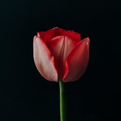 Close up of red tulip flowers on dark background