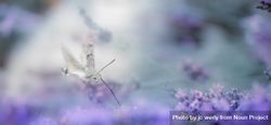 Banner of hummingbird clearwing insect in lavender field bEd2V4
