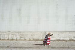 Dog covered with American flag sitting on pavement