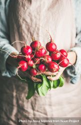 Close up of bright red radishes in woman’s hands 4BLBB0