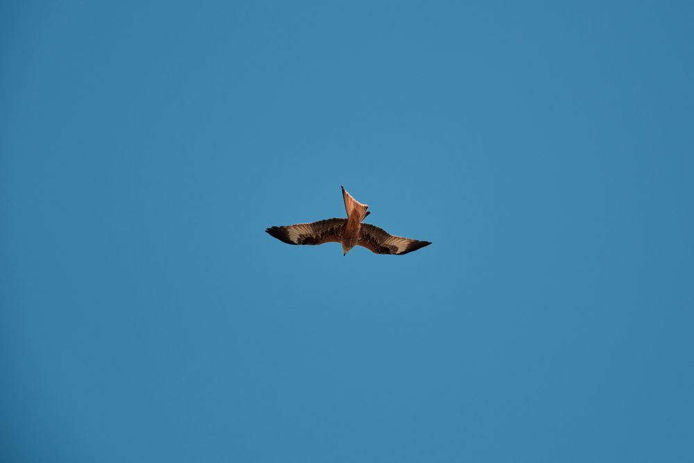Bird flying in blue sky