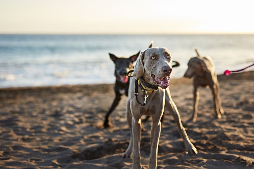 Dogs running near waving sea
