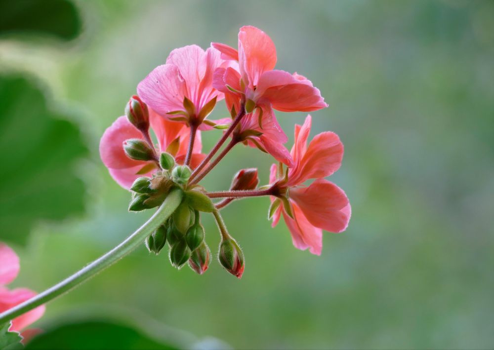 Pink petaled flower in close-up