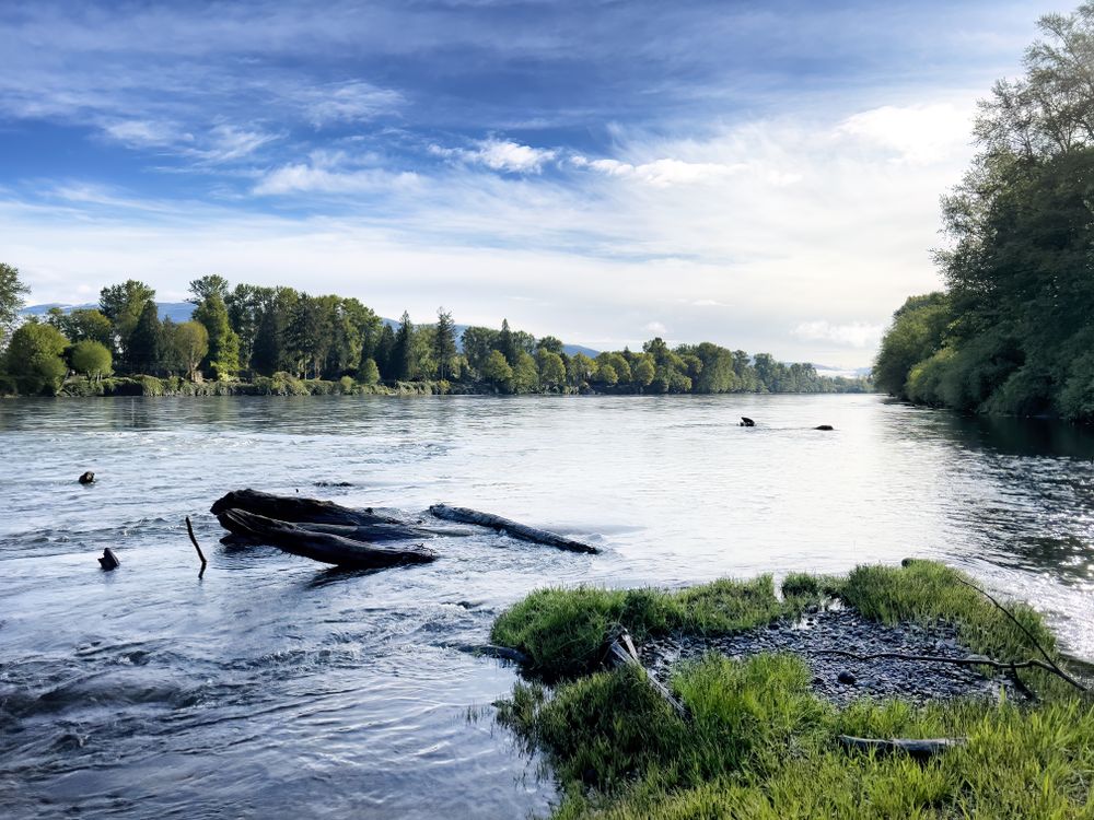 Lower Skagit river near mount Vernon during spring season