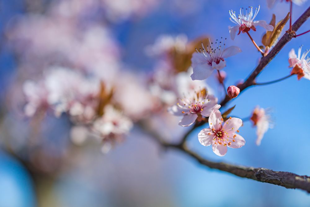 Branch of cherry blossom tree with selective focus and blue sky