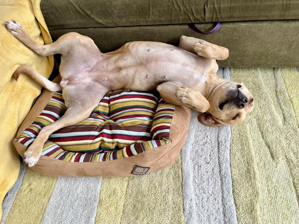 big lazy dog sleeping in small bed