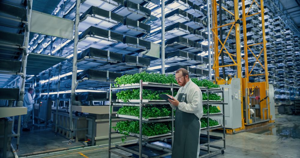 Portrait of a Young Biology Scientist Closely Inspecting and Analyzing Young Growing Crops. Farming Engineer Using Tablet Computer and Working in a Vertical Farm Next Natural Basil Plants