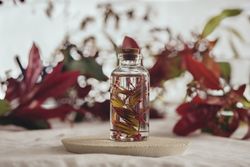 Bottle with fresh plant in liquid between foliage
