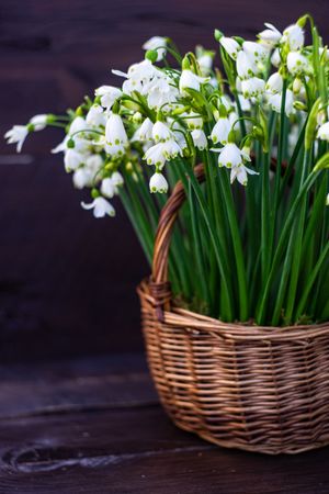 Basket full of elegant snowdrops