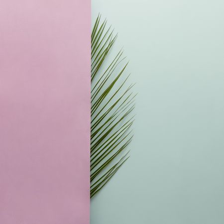 Palm leaf half covered with pink on blue background