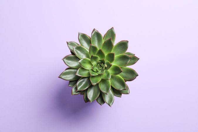 Beautiful succulent plant on color background, top view. Space for text