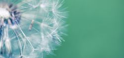 Banner of dandelion pappi with copy space