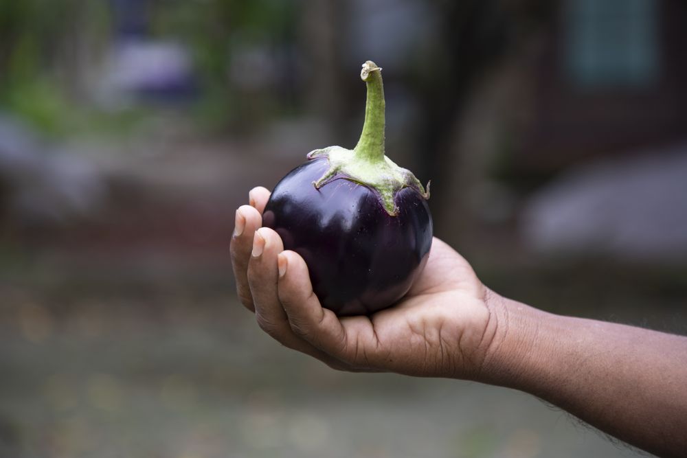 A small eggplant in the farmer's hand with a shallow depth of field