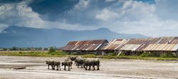 Bulls on remote farm terrain