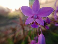 purple orchid flower background