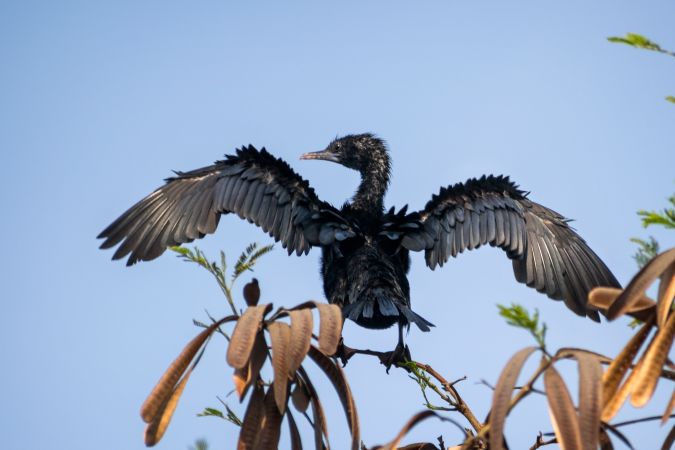 An Indian Cormorant with its wings spread out sitting on a branch on a tree in Mumbai, India