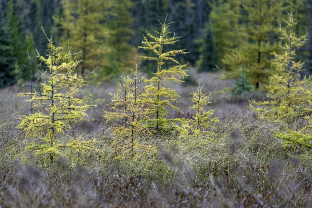 Tamarack trees along Highway 210 in Carlton County, Minnesota