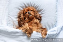 Cavalier spaniel tucked into the bedsheets with eyes closed 5wpOy4