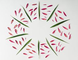 Colorful bright pattern of petals and leaves