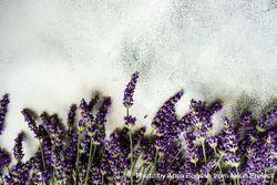 Fresh lavender flowers in a row on bottom of frame 48BGOK