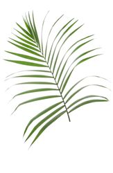 Beautiful tropical palm leaf on plain background