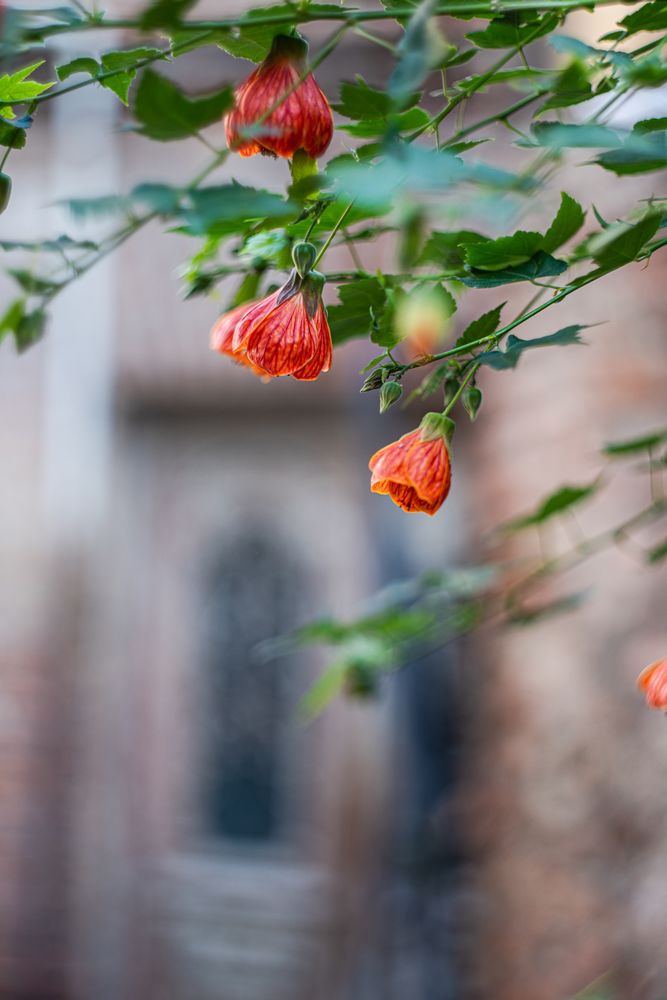 Autumnal flowers in Old Tbilisi