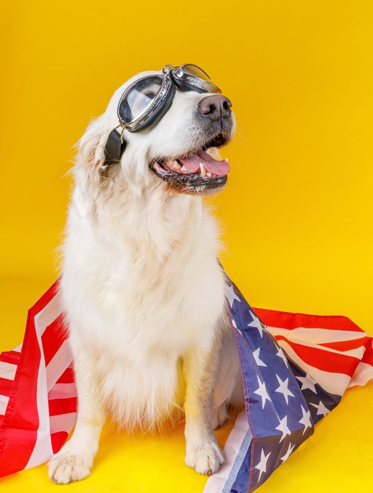 dog in glasses covered with American flag