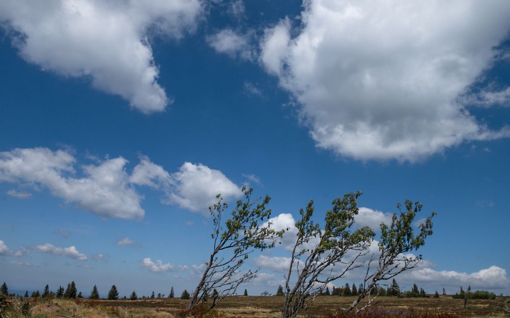 Small trees growing in a field on a sunny day