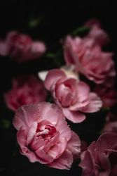 bouquet of pink carnations flowers