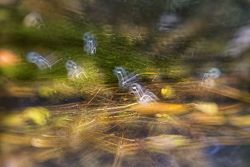 Defocused plants wild meadow