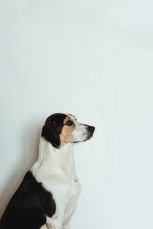 Calm spotted dog sitting and looking up