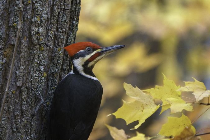 Side view of pileated Woodpecker with leaves behind in McGregor, Minnesota