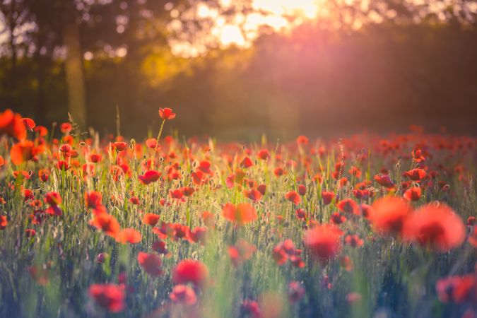 Poppies in a tree lined park with sunflare