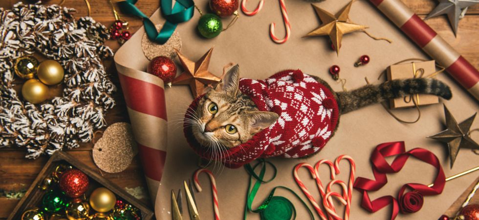 Festive scene of cat in a holiday sweater, with a wreath, candy canes, wide composition