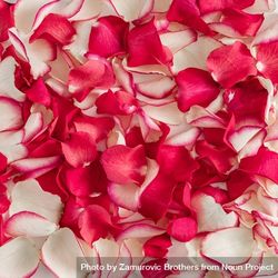 Rose petal texture 4mvaWb
