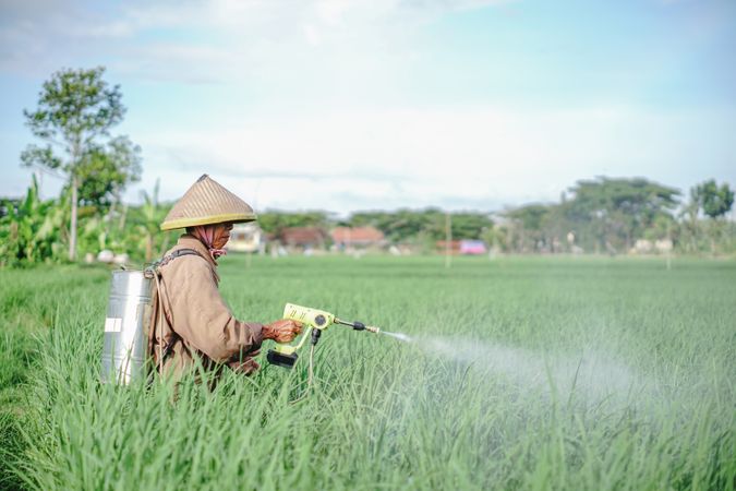 Mature Asian male farmer spraying pesticide on rice green field