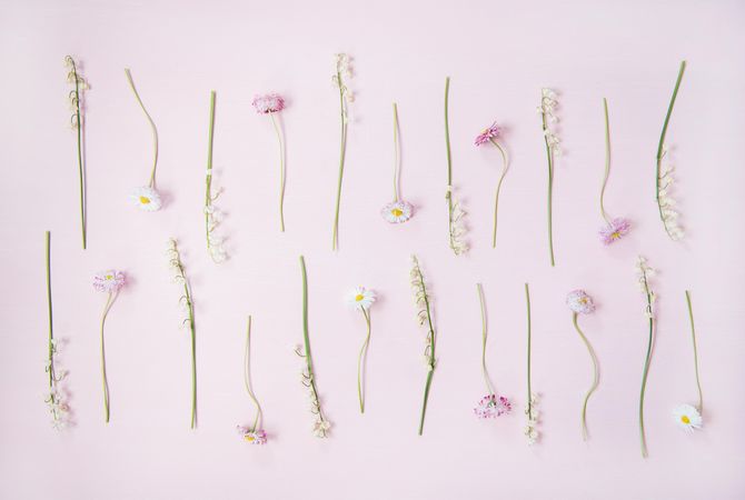 Lily of the valley flowers and daisies in delicate rows over pastel powder pink