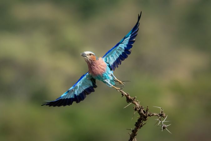 Lilac-breasted roller takes off from thorny branch