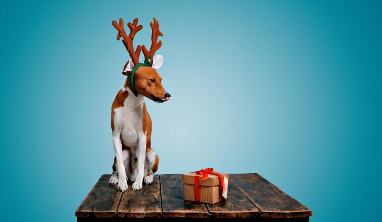 Curious dog wearing festive antlers on wooden table with present and blue background