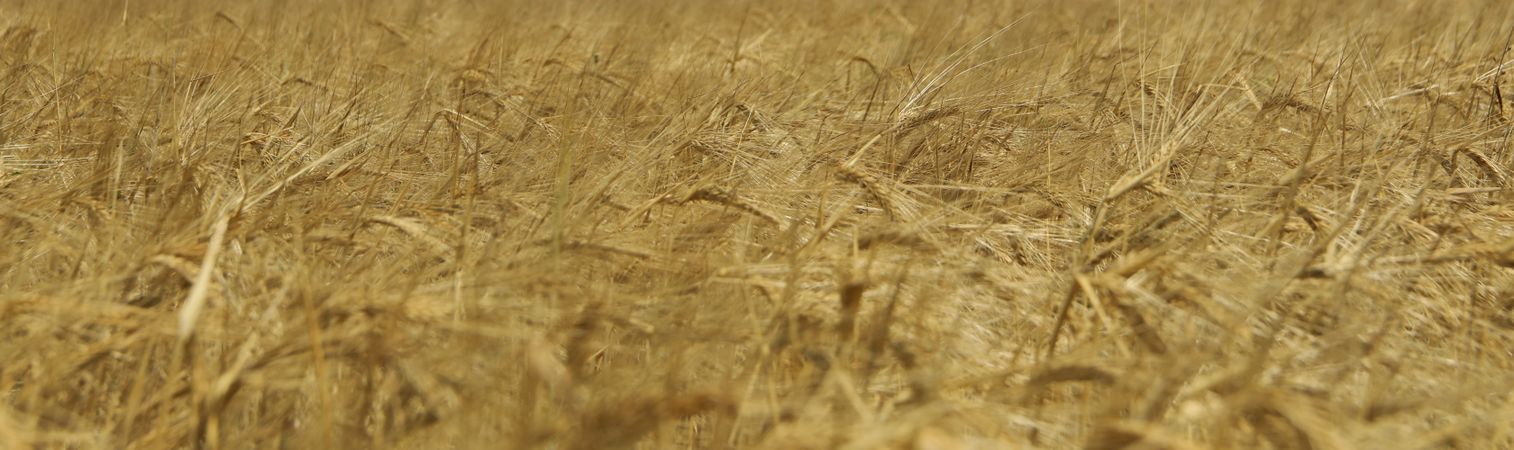 Barley field. Agriculture and farming. First summer harvest