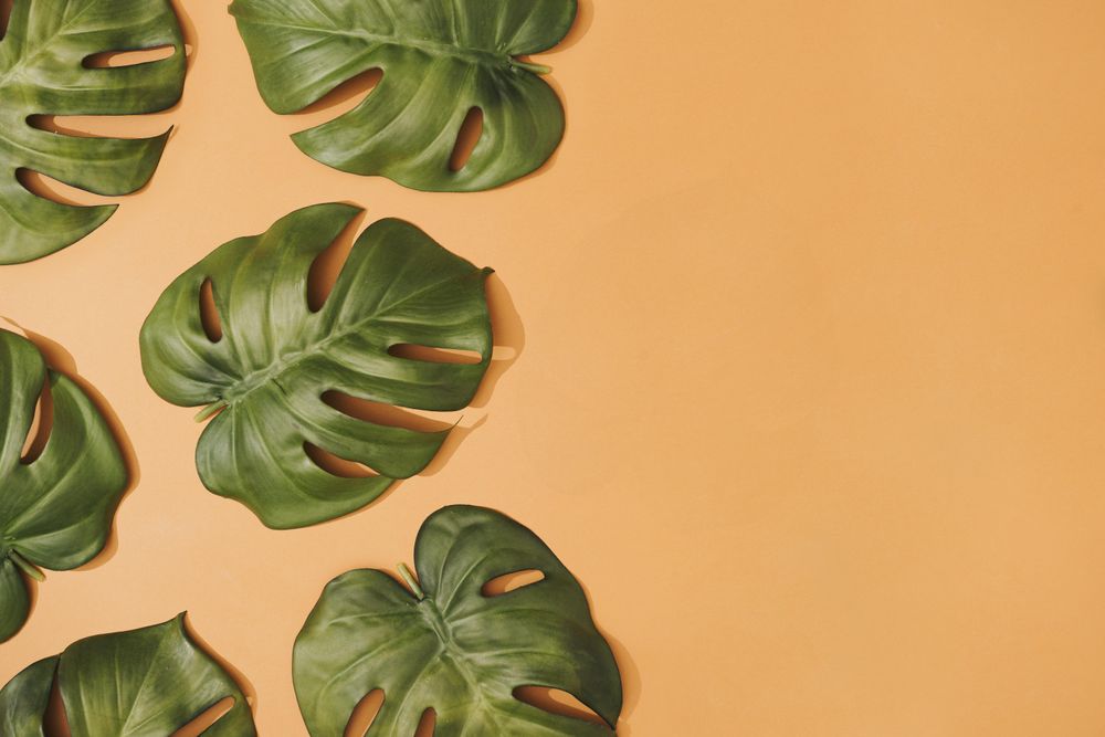 Tropical monstera leaves on pastel orange background