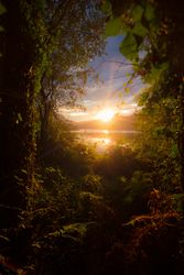 View of river and sunset sky through beautiful plants