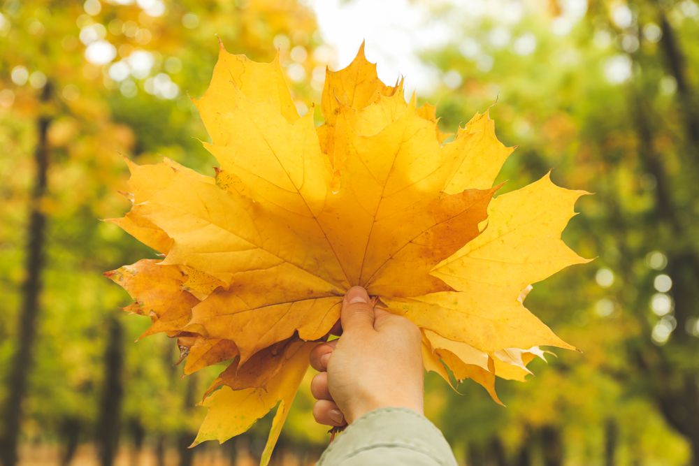 Young woman hold yellow leaves in autumn park, close up