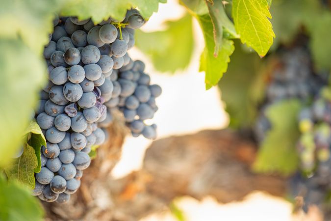 Vineyard with Lush, Ripe Wine Grapes on the Vine Ready for Harvest