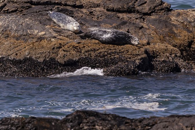 Two seals basking in the sun on rocky shore
